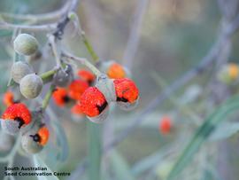   Fruit:   Alectryon oleifollius ; Photo by South Australian Seed Conservation Centre, used with permission
